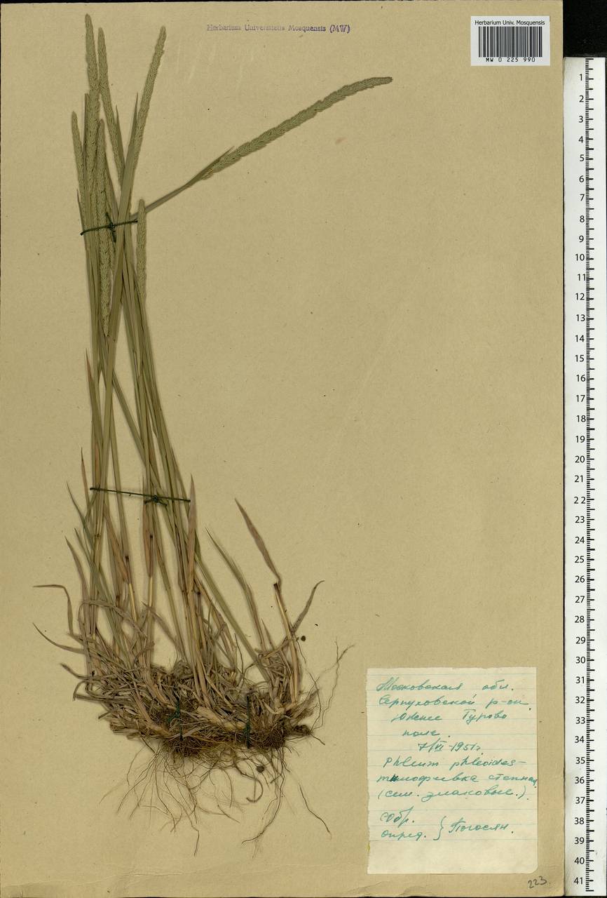 Phleum phleoides (L.) H.Karst., Eastern Europe, Moscow region (E4a) (Russia)