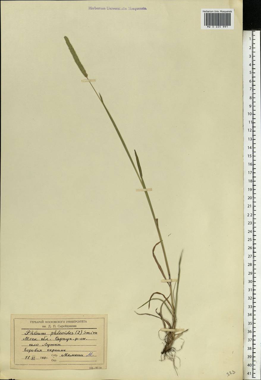 Phleum phleoides (L.) H.Karst., Eastern Europe, Moscow region (E4a) (Russia)