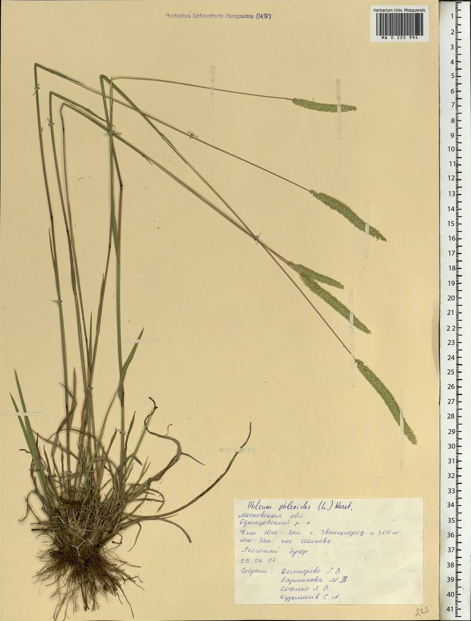 Phleum phleoides (L.) H.Karst., Eastern Europe, Moscow region (E4a) (Russia)