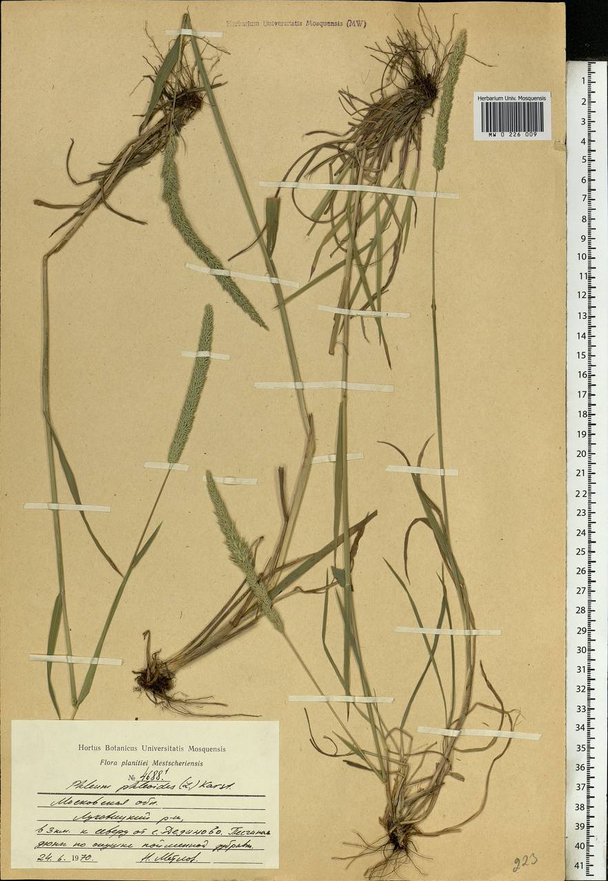 Phleum phleoides (L.) H.Karst., Eastern Europe, Moscow region (E4a) (Russia)