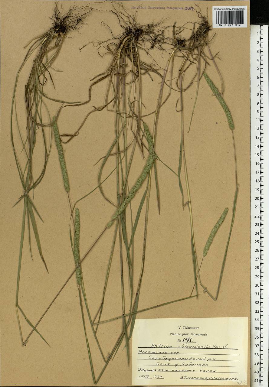 Phleum phleoides (L.) H.Karst., Eastern Europe, Moscow region (E4a) (Russia)