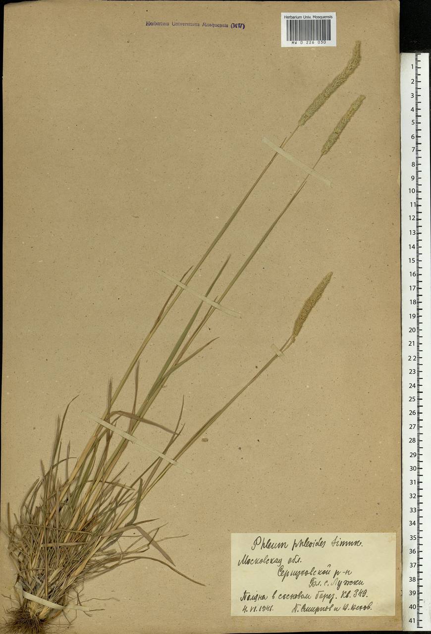 Phleum phleoides (L.) H.Karst., Eastern Europe, Moscow region (E4a) (Russia)