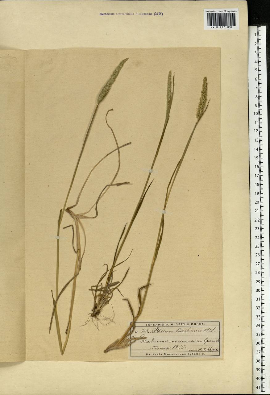 Phleum phleoides (L.) H.Karst., Eastern Europe, Moscow region (E4a) (Russia)