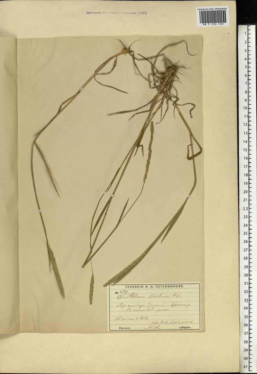 Phleum phleoides (L.) H.Karst., Eastern Europe, Moscow region (E4a) (Russia)