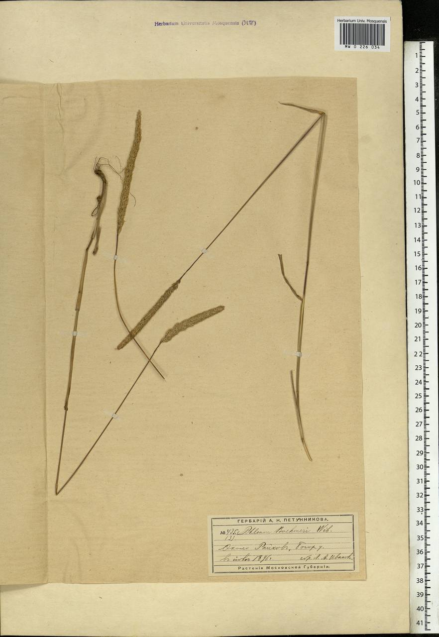 Phleum phleoides (L.) H.Karst., Eastern Europe, Moscow region (E4a) (Russia)