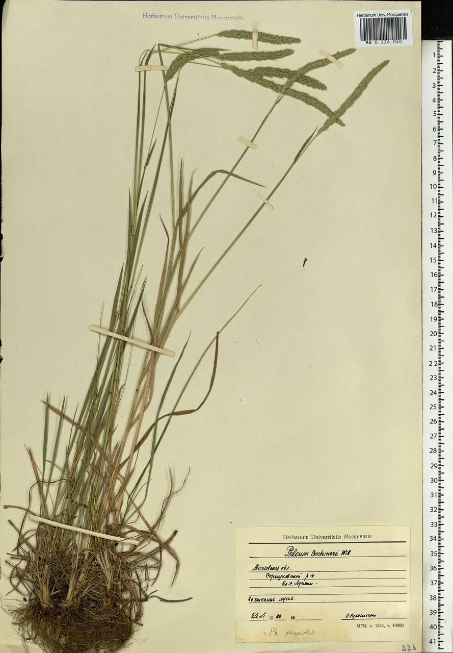 Phleum phleoides (L.) H.Karst., Eastern Europe, Moscow region (E4a) (Russia)
