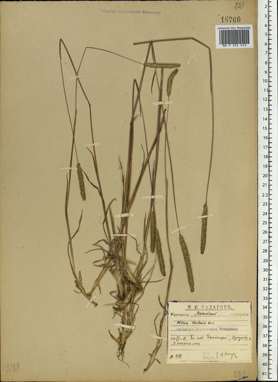 Phleum phleoides (L.) H.Karst., Eastern Europe, Moscow region (E4a) (Russia)