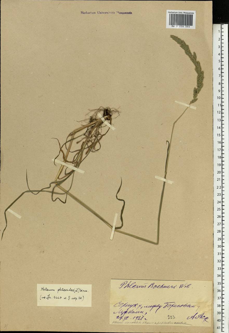 Phleum phleoides (L.) H.Karst., Eastern Europe, Moscow region (E4a) (Russia)