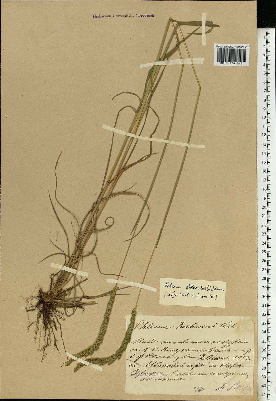 Phleum phleoides (L.) H.Karst., Eastern Europe, Moscow region (E4a) (Russia)