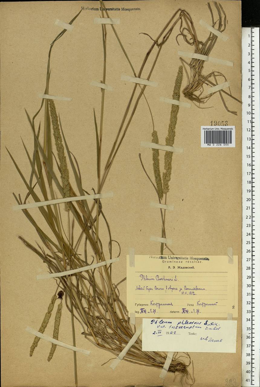 Phleum phleoides (L.) H.Karst., Eastern Europe, Central forest region (E5) (Russia)