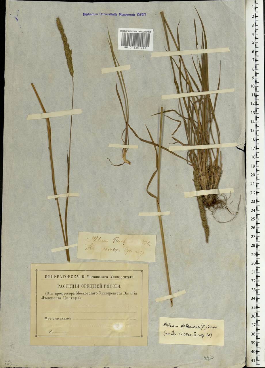 Phleum phleoides (L.) H.Karst., Eastern Europe, Central forest region (E5) (Russia)