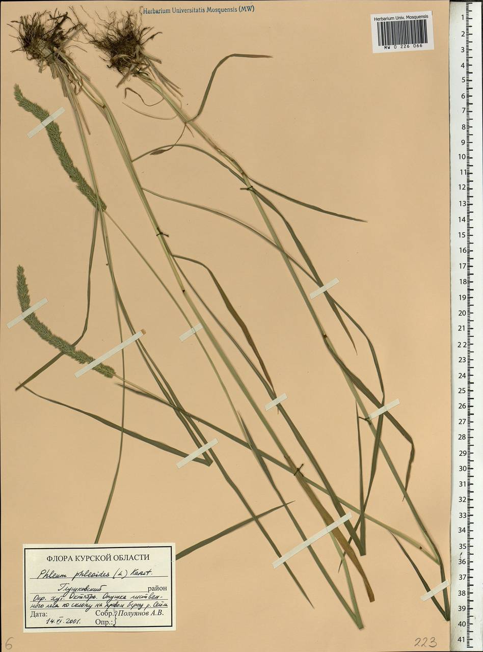 Phleum phleoides (L.) H.Karst., Eastern Europe, Central forest-and-steppe region (E6) (Russia)