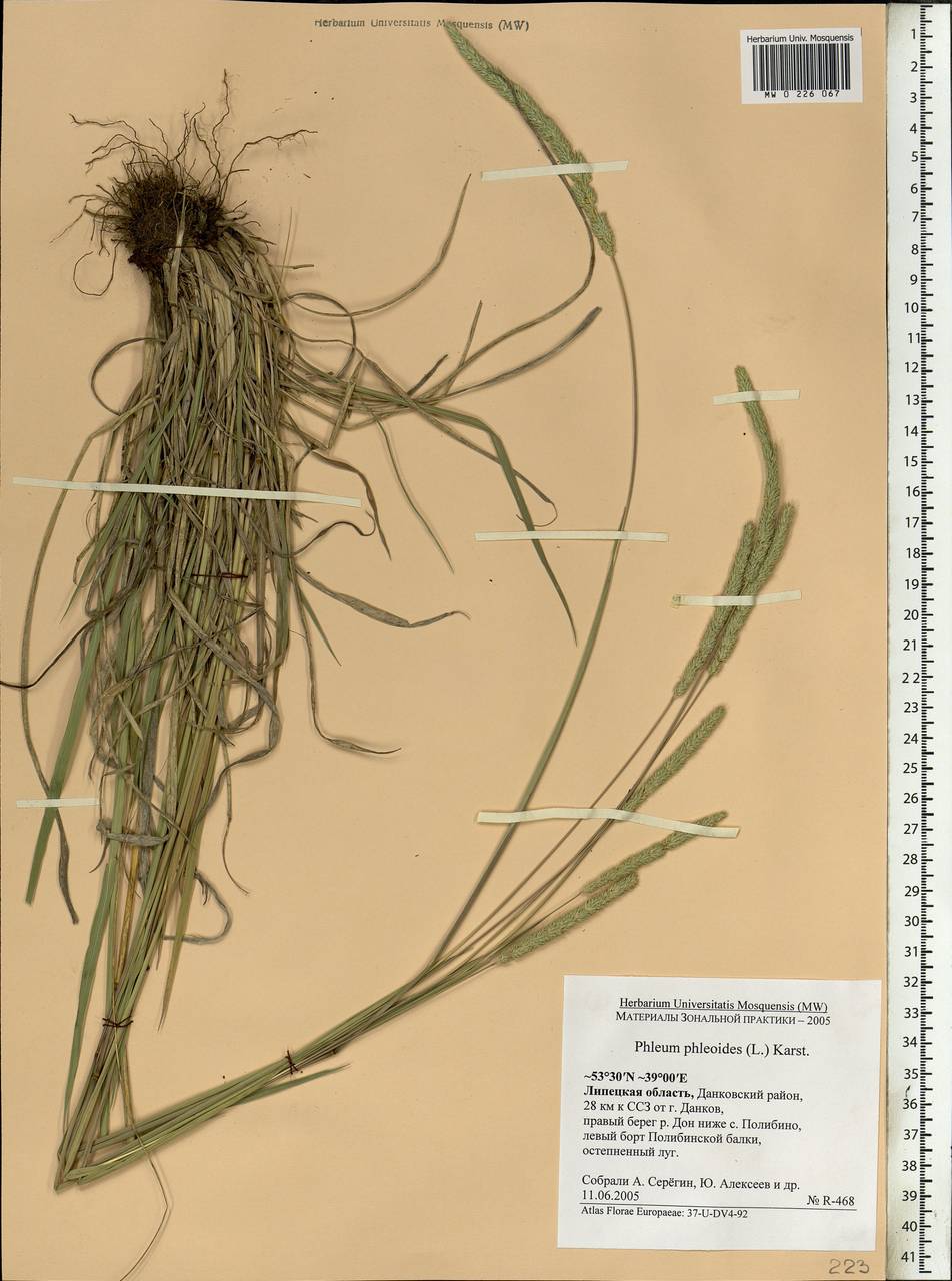 Phleum phleoides (L.) H.Karst., Eastern Europe, Central forest-and-steppe region (E6) (Russia)