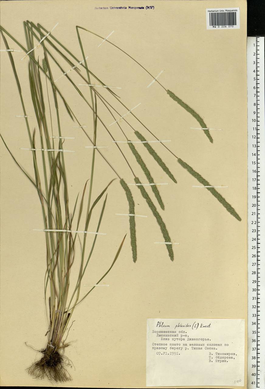 Phleum phleoides (L.) H.Karst., Eastern Europe, Central forest-and-steppe region (E6) (Russia)