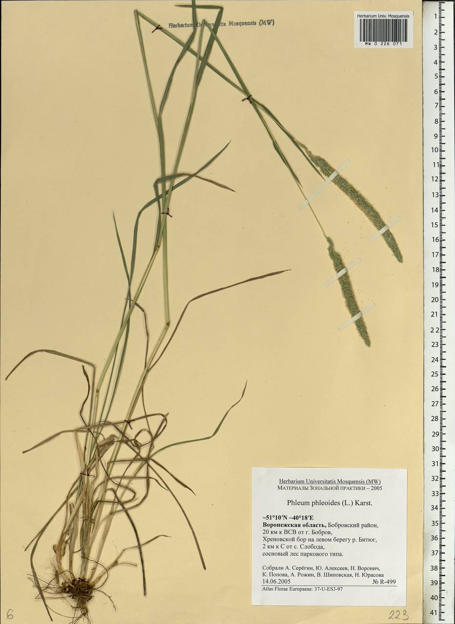 Phleum phleoides (L.) H.Karst., Eastern Europe, Central forest-and-steppe region (E6) (Russia)