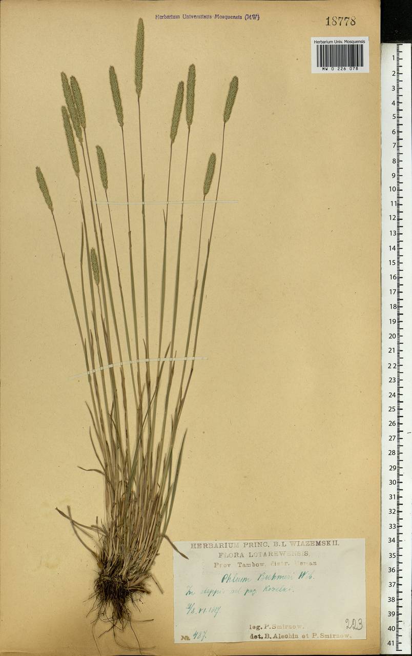 Phleum phleoides (L.) H.Karst., Eastern Europe, Central forest-and-steppe region (E6) (Russia)