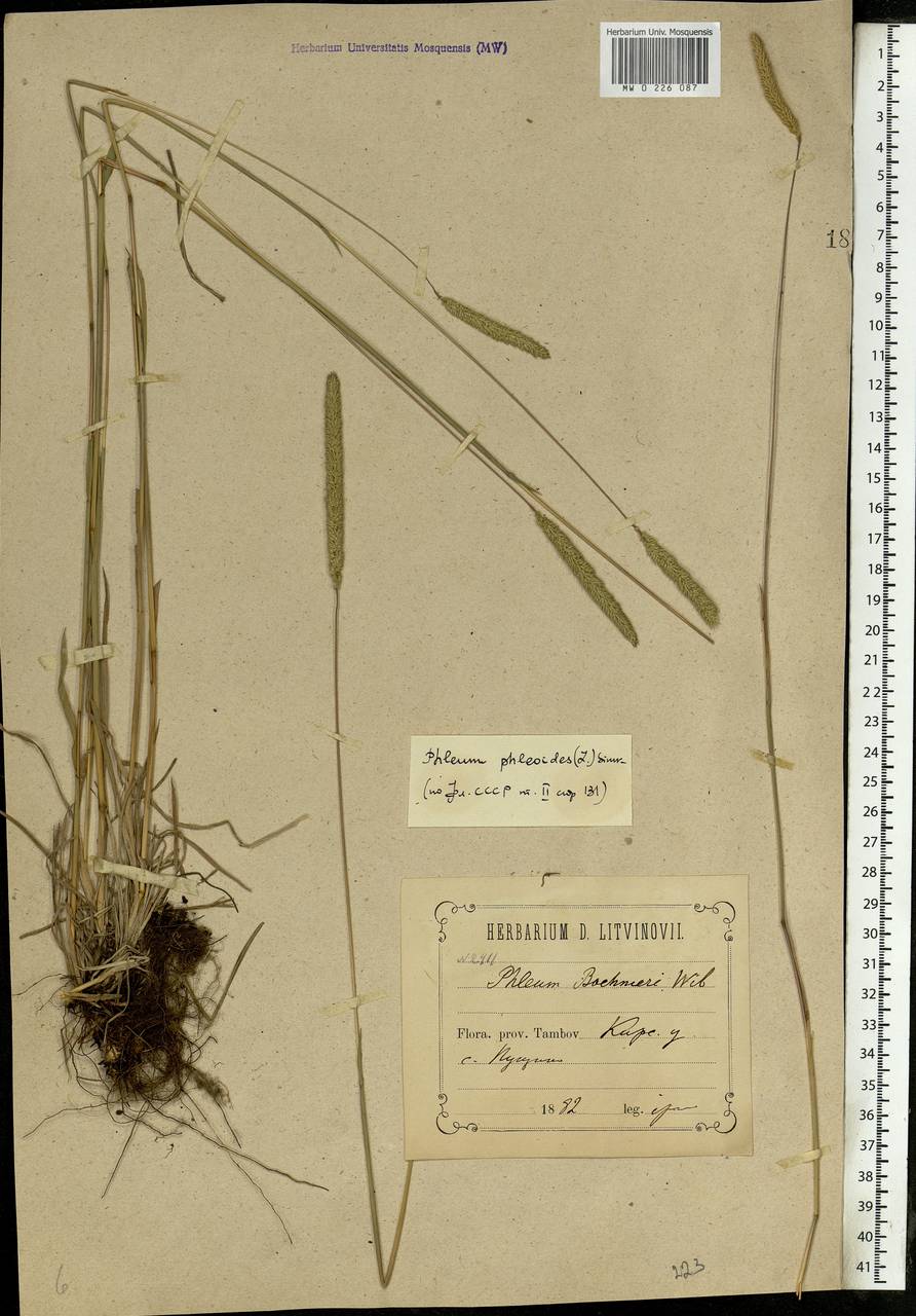 Phleum phleoides (L.) H.Karst., Eastern Europe, Central forest-and-steppe region (E6) (Russia)