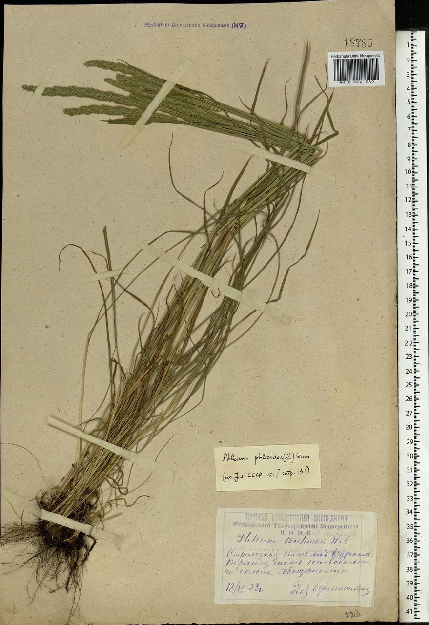 Phleum phleoides (L.) H.Karst., Eastern Europe, Central forest-and-steppe region (E6) (Russia)