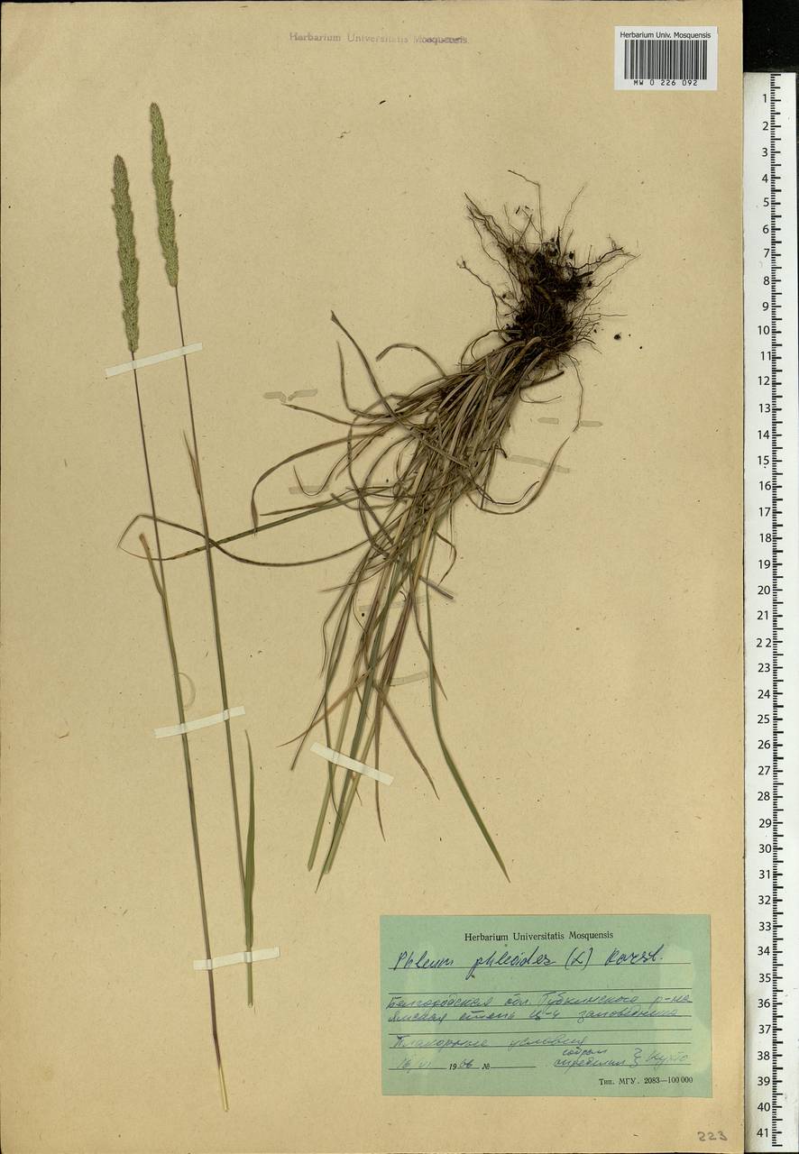 Phleum phleoides (L.) H.Karst., Eastern Europe, Central forest-and-steppe region (E6) (Russia)