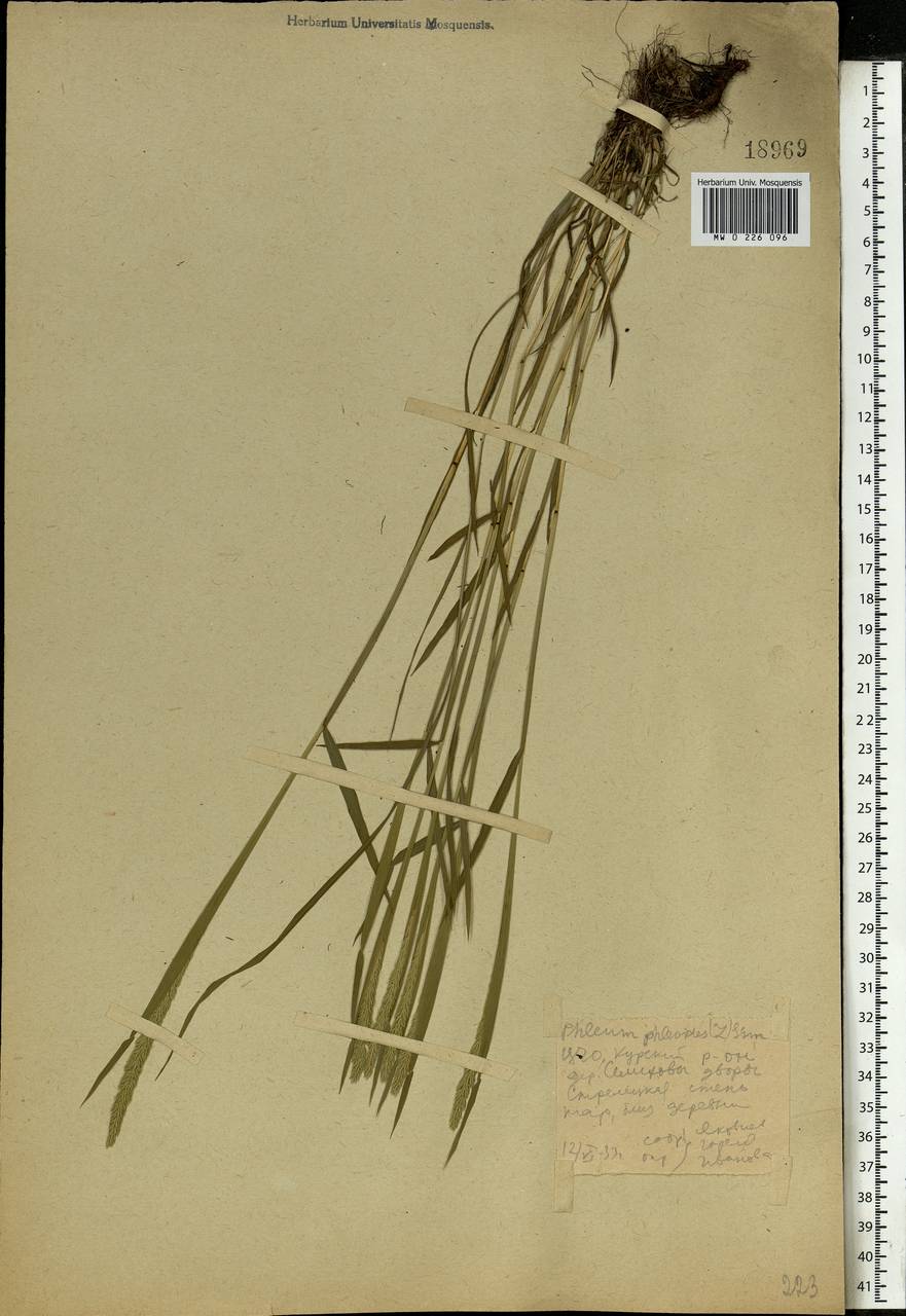 Phleum phleoides (L.) H.Karst., Eastern Europe, Central forest-and-steppe region (E6) (Russia)