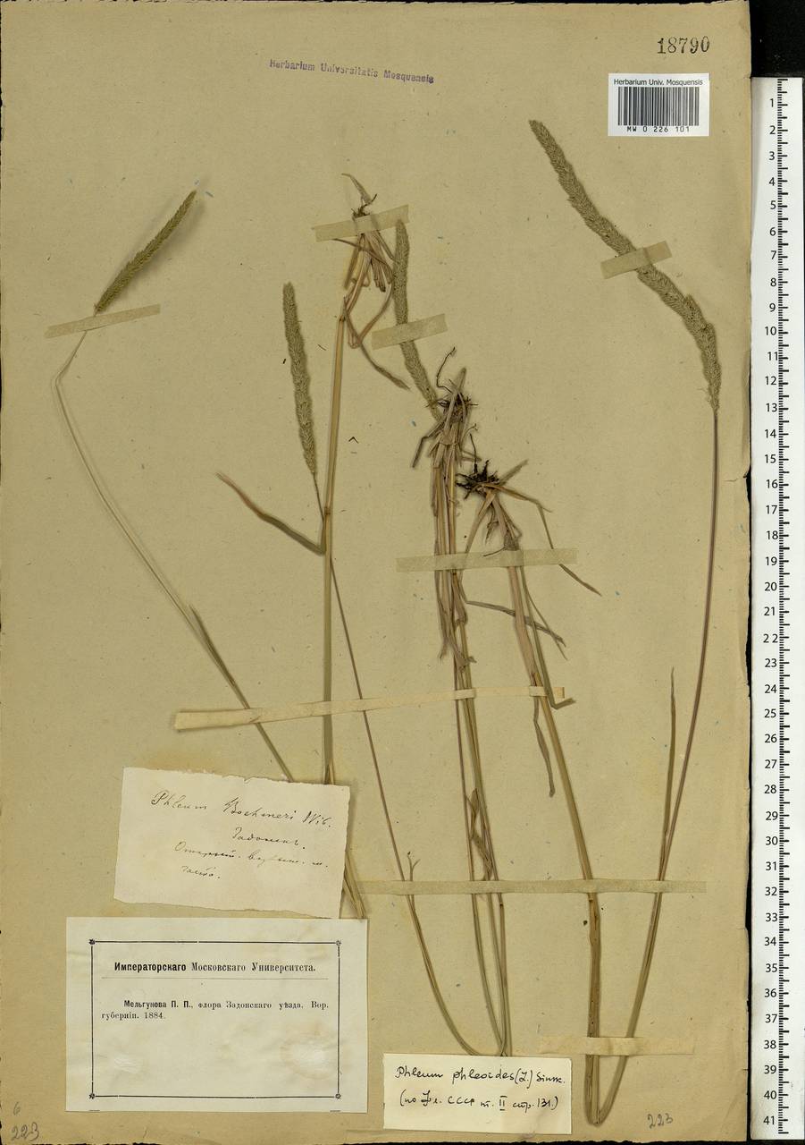 Phleum phleoides (L.) H.Karst., Eastern Europe, Central forest-and-steppe region (E6) (Russia)