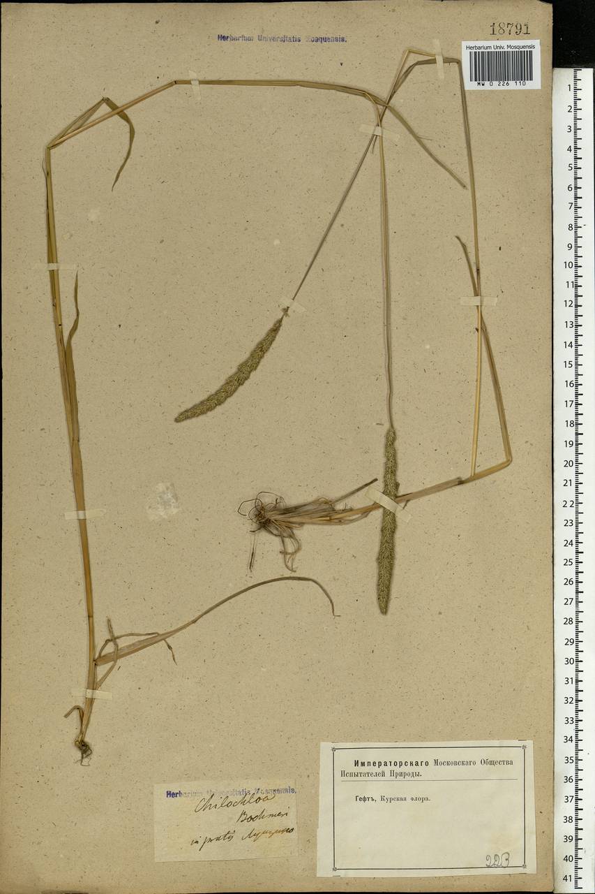 Phleum phleoides (L.) H.Karst., Eastern Europe, Central forest-and-steppe region (E6) (Russia)