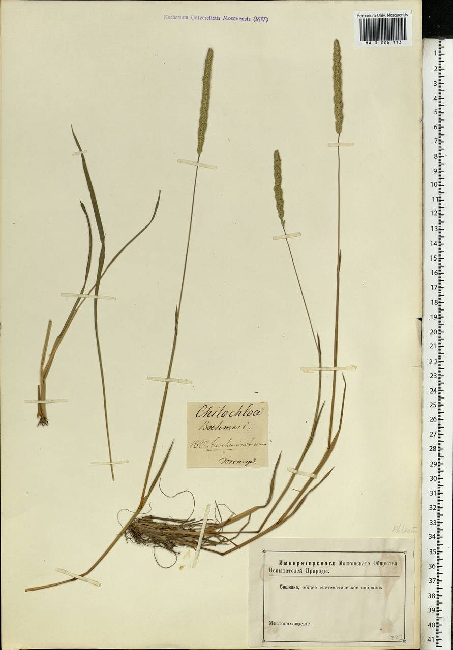 Phleum phleoides (L.) H.Karst., Eastern Europe, Central forest-and-steppe region (E6) (Russia)