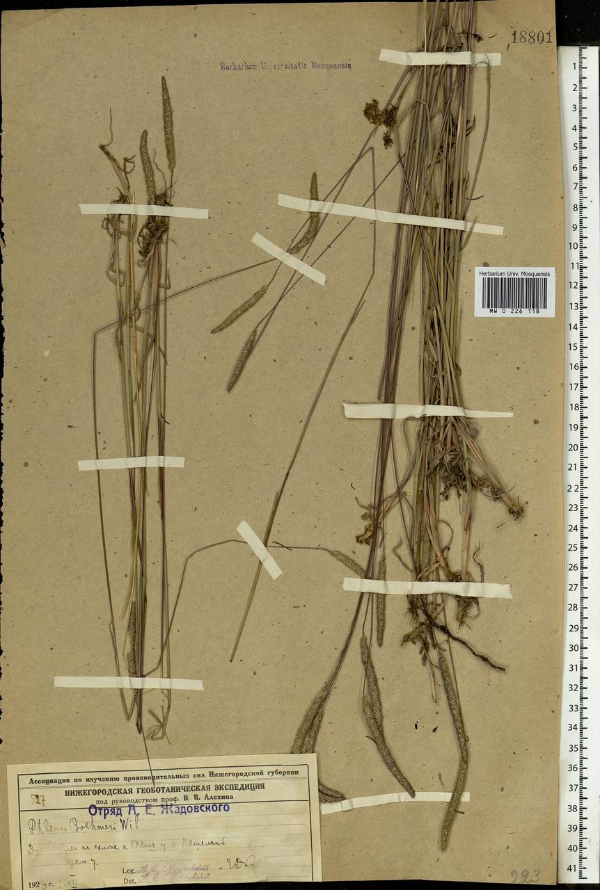 Phleum phleoides (L.) H.Karst., Eastern Europe, Volga-Kama region (E7) (Russia)