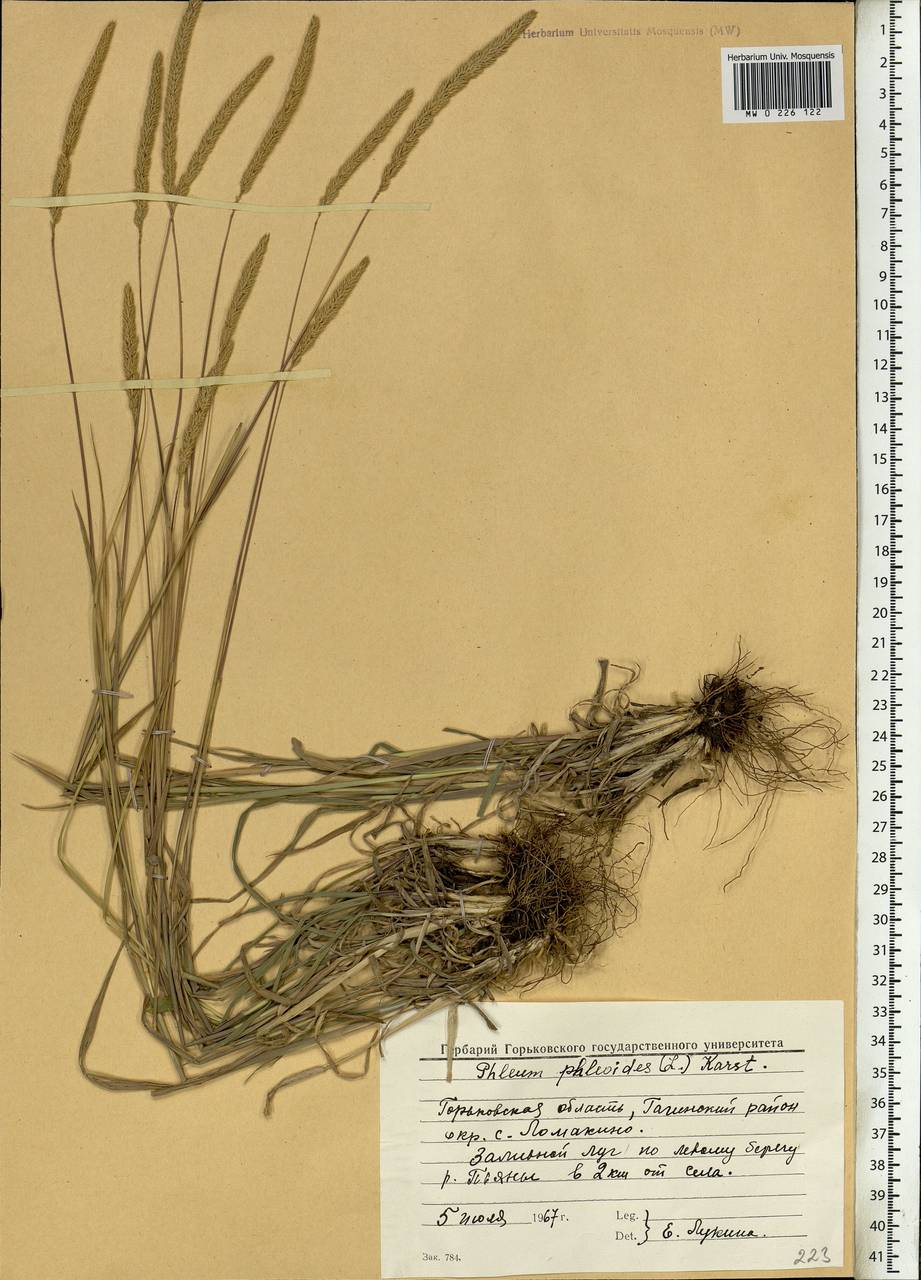 Phleum phleoides (L.) H.Karst., Eastern Europe, Volga-Kama region (E7) (Russia)