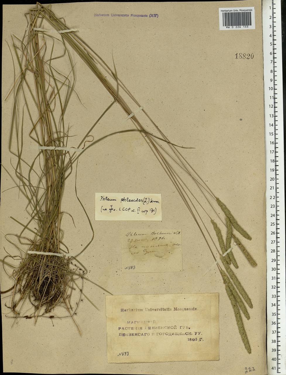 Phleum phleoides (L.) H.Karst., Eastern Europe, Middle Volga region (E8) (Russia)