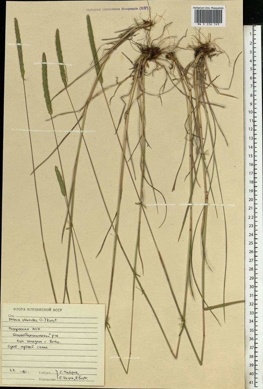 Phleum phleoides (L.) H.Karst., Eastern Europe, Middle Volga region (E8) (Russia)