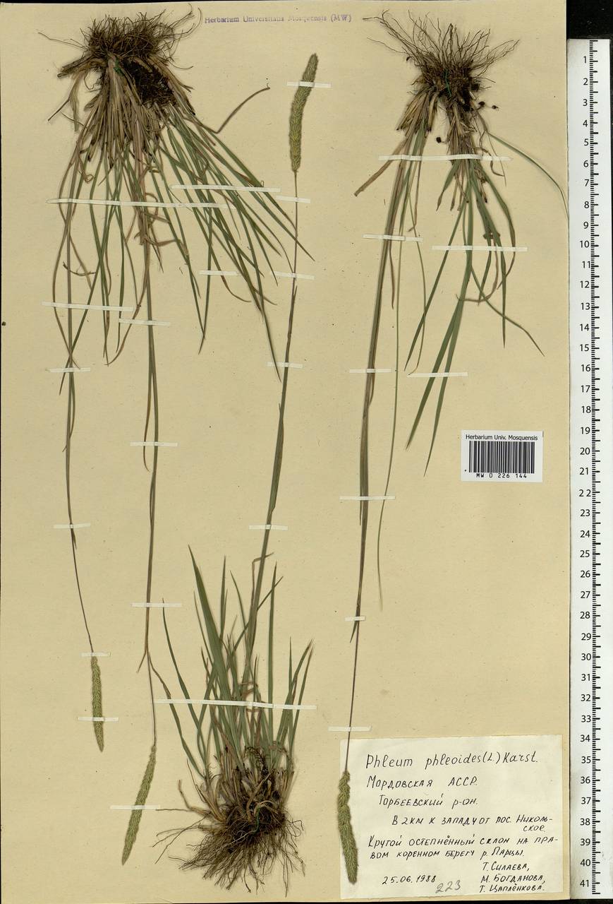 Phleum phleoides (L.) H.Karst., Eastern Europe, Middle Volga region (E8) (Russia)