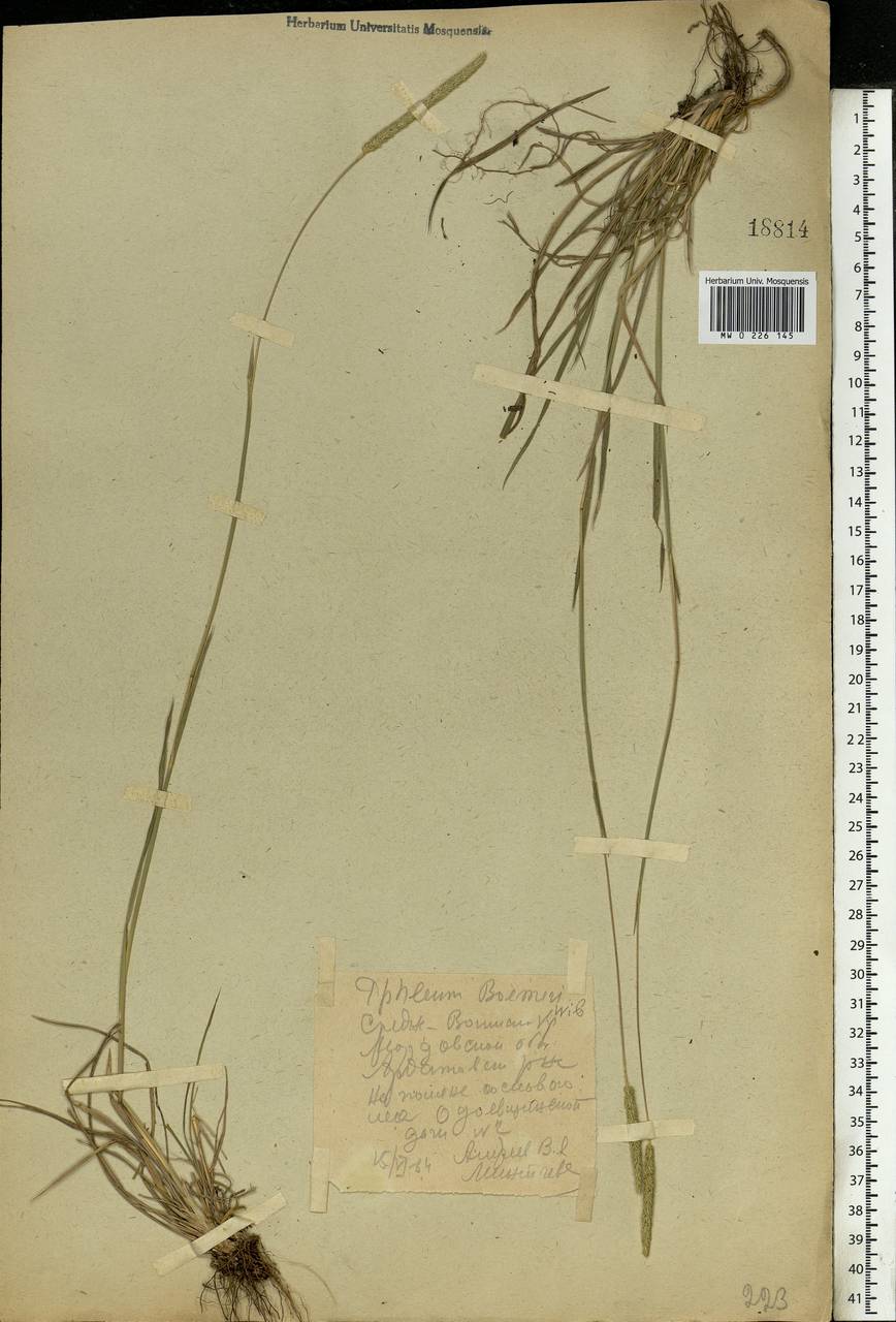 Phleum phleoides (L.) H.Karst., Eastern Europe, Middle Volga region (E8) (Russia)