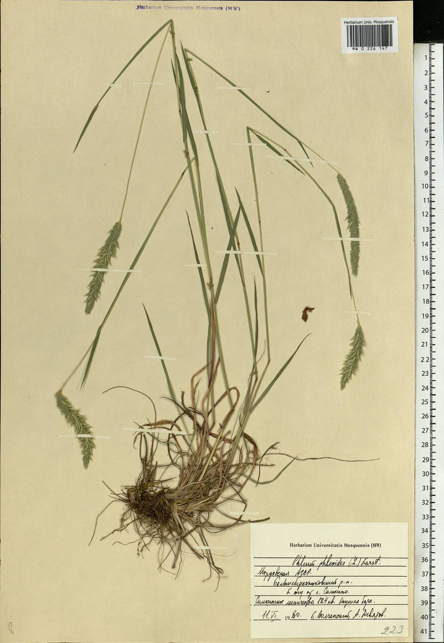 Phleum phleoides (L.) H.Karst., Eastern Europe, Middle Volga region (E8) (Russia)