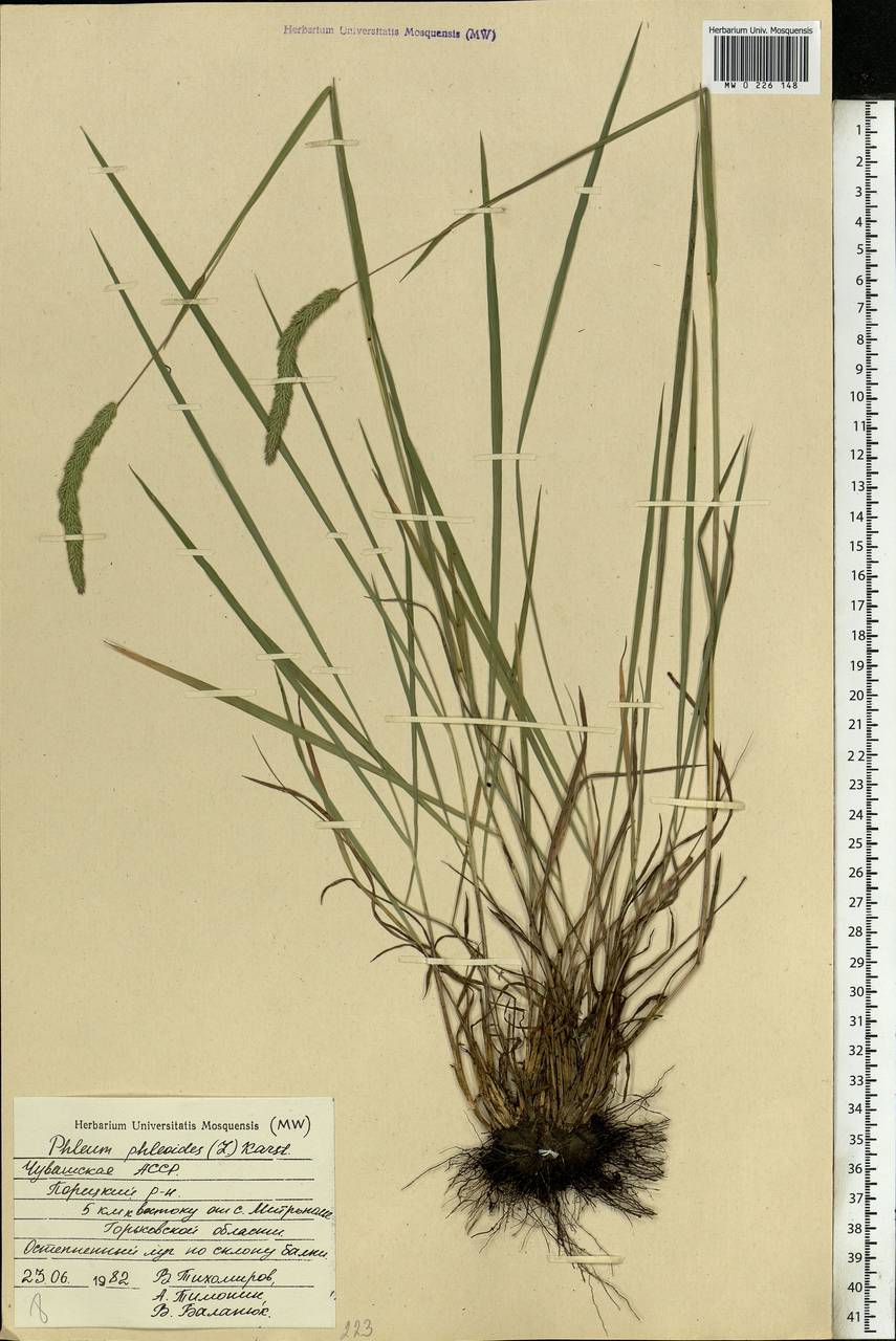 Phleum phleoides (L.) H.Karst., Eastern Europe, Middle Volga region (E8) (Russia)