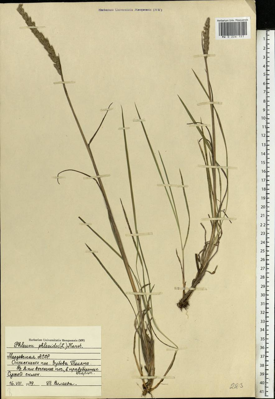 Phleum phleoides (L.) H.Karst., Eastern Europe, Middle Volga region (E8) (Russia)