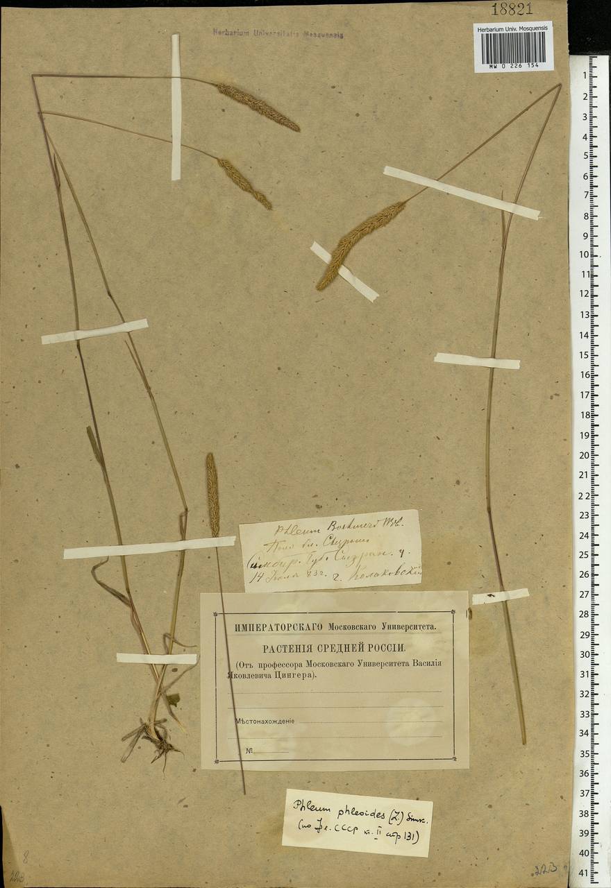 Phleum phleoides (L.) H.Karst., Eastern Europe, Middle Volga region (E8) (Russia)