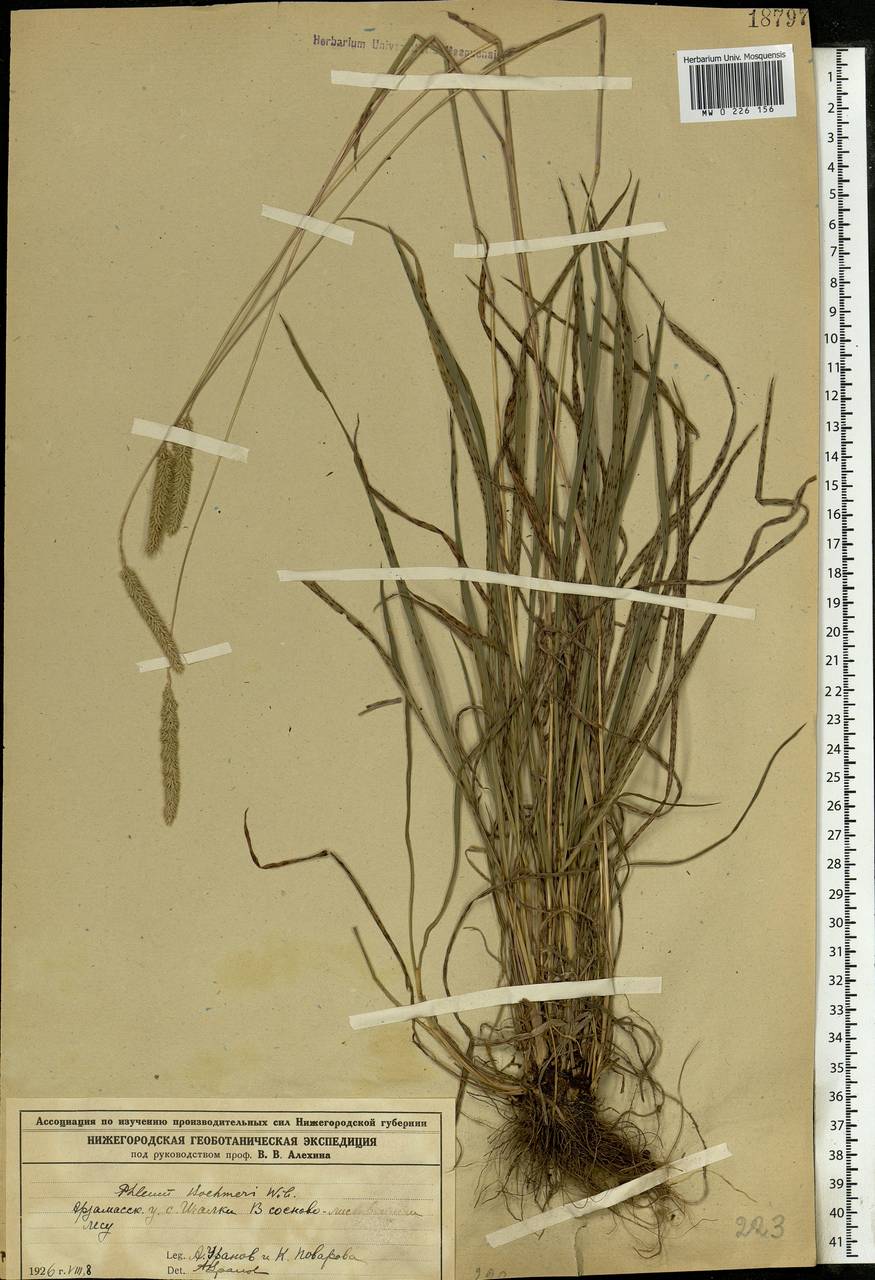 Phleum phleoides (L.) H.Karst., Eastern Europe, Middle Volga region (E8) (Russia)