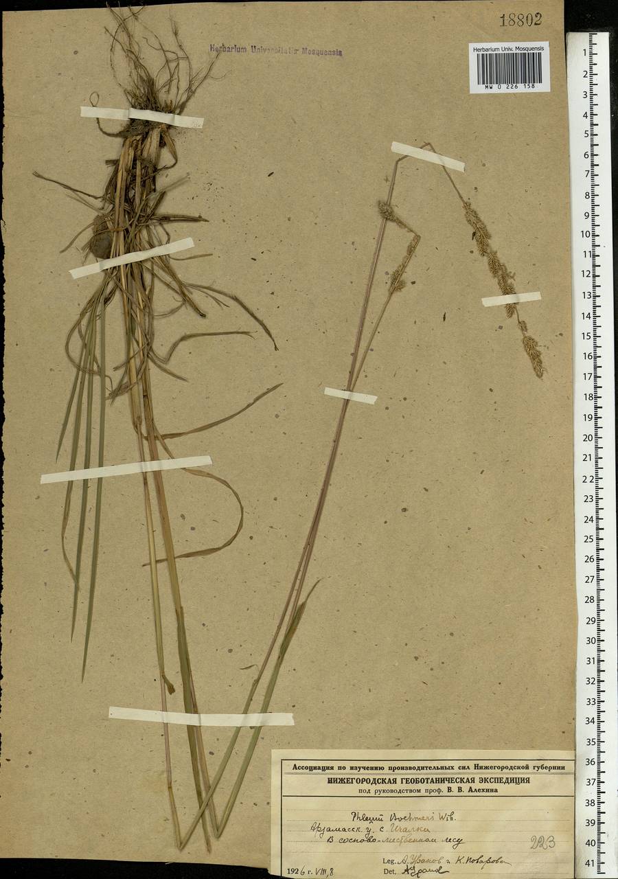 Phleum phleoides (L.) H.Karst., Eastern Europe, Middle Volga region (E8) (Russia)