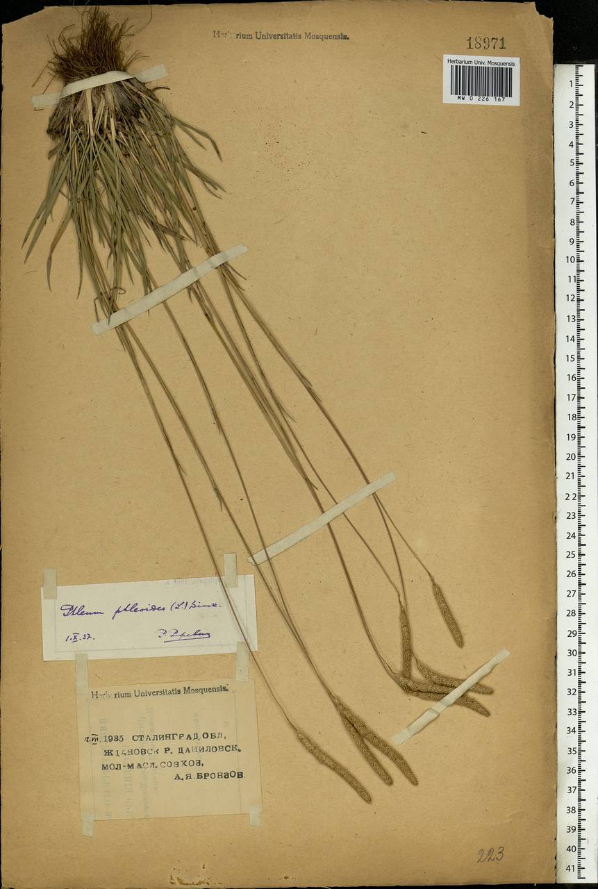 Phleum phleoides (L.) H.Karst., Eastern Europe, Lower Volga region (E9) (Russia)