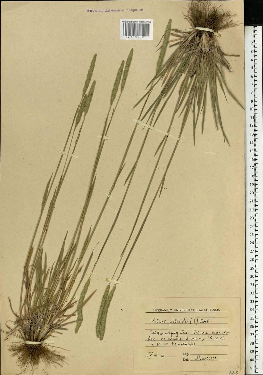 Phleum phleoides (L.) H.Karst., Eastern Europe, Lower Volga region (E9) (Russia)