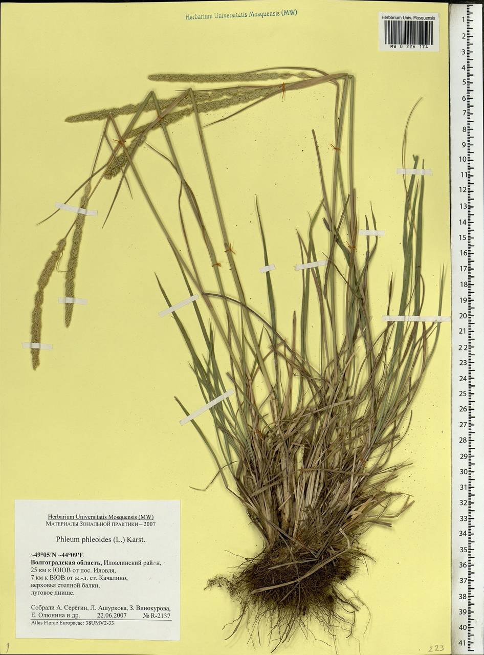 Phleum phleoides (L.) H.Karst., Eastern Europe, Lower Volga region (E9) (Russia)