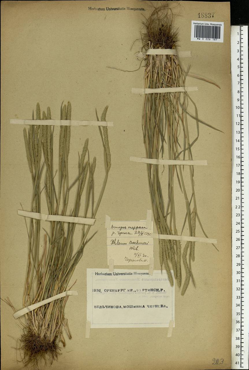 Phleum phleoides (L.) H.Karst., Eastern Europe, Eastern region (E10) (Russia)