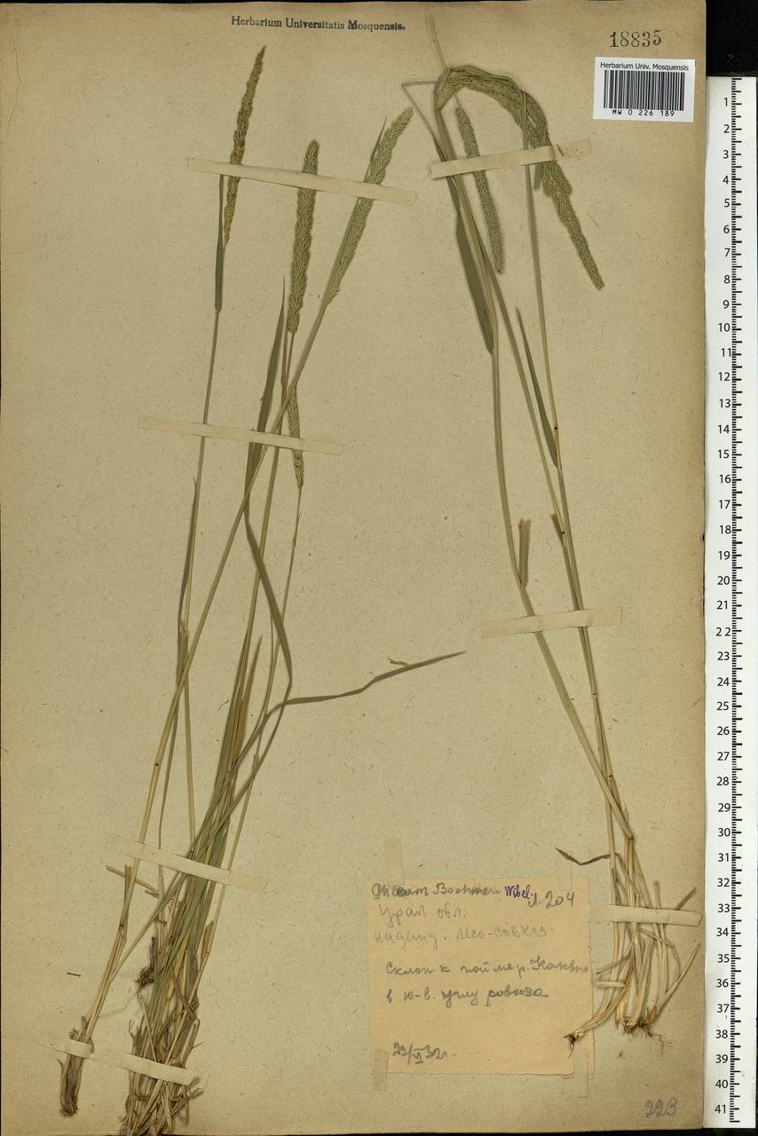 Phleum phleoides (L.) H.Karst., Eastern Europe, Eastern region (E10) (Russia)