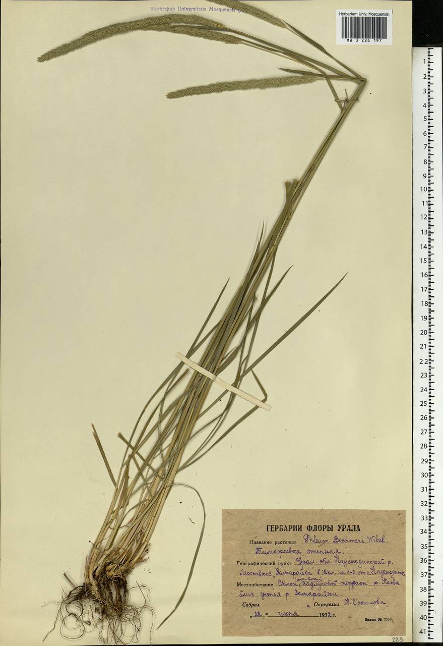 Phleum phleoides (L.) H.Karst., Eastern Europe, Eastern region (E10) (Russia)