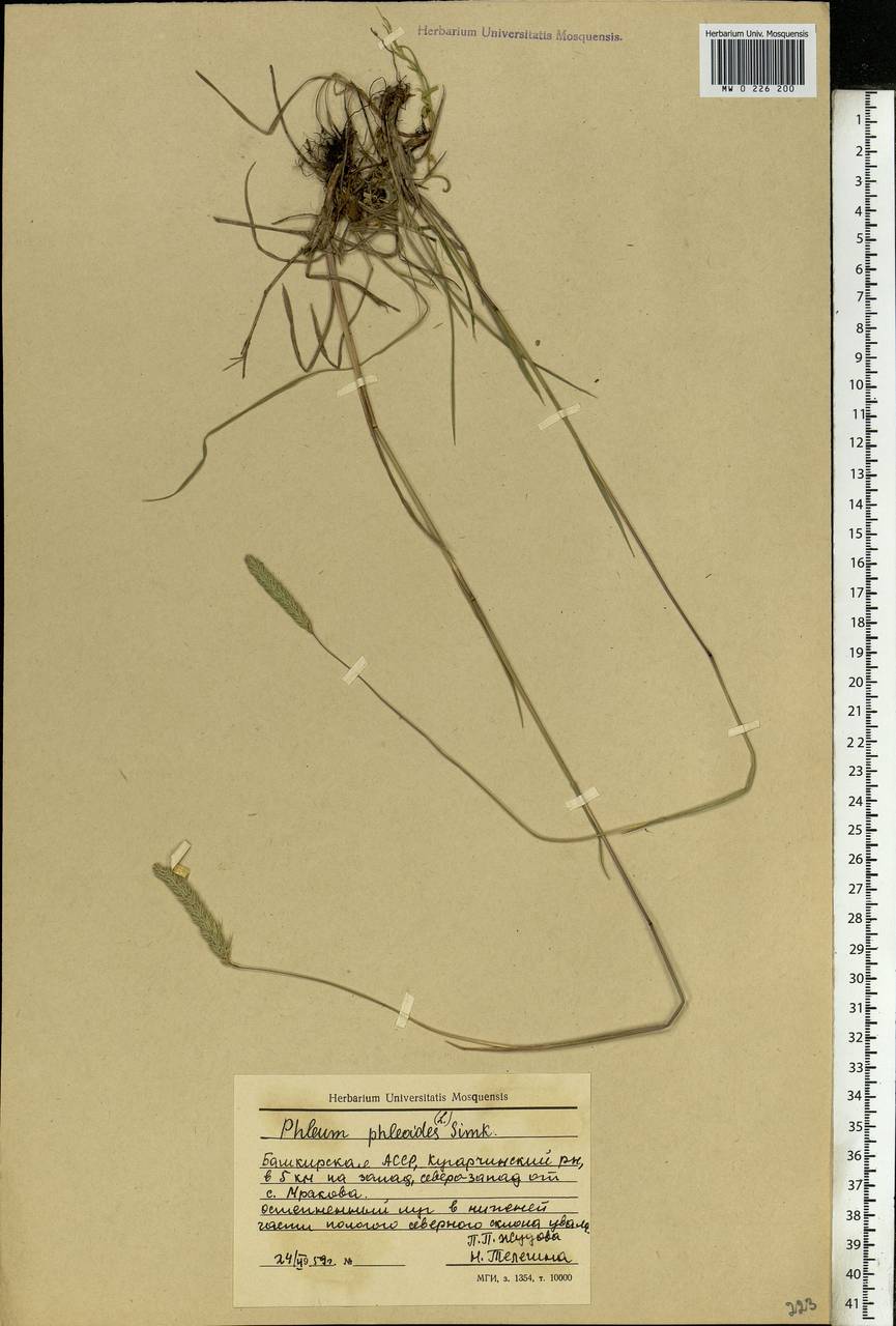 Phleum phleoides (L.) H.Karst., Eastern Europe, Eastern region (E10) (Russia)