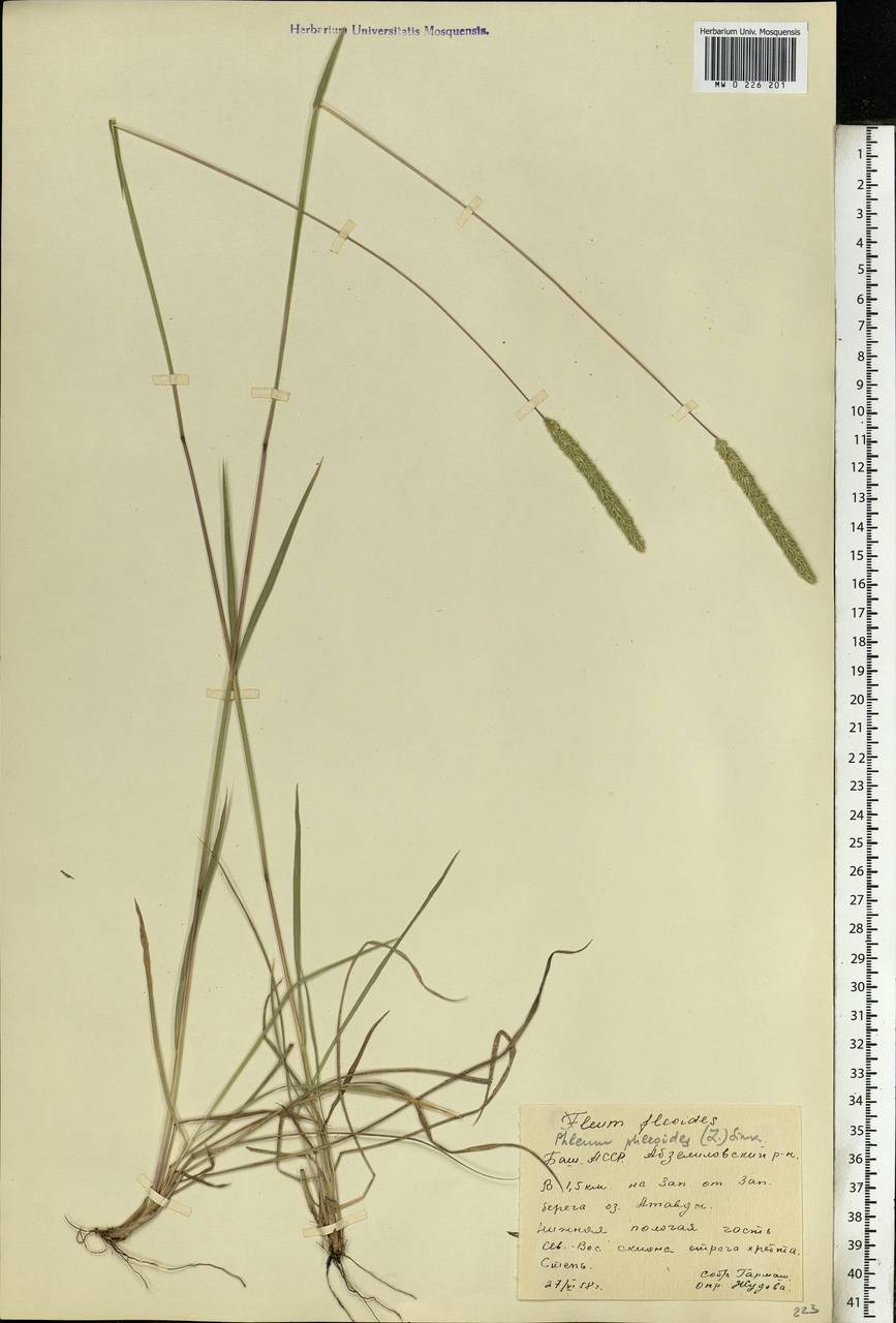 Phleum phleoides (L.) H.Karst., Eastern Europe, Eastern region (E10) (Russia)