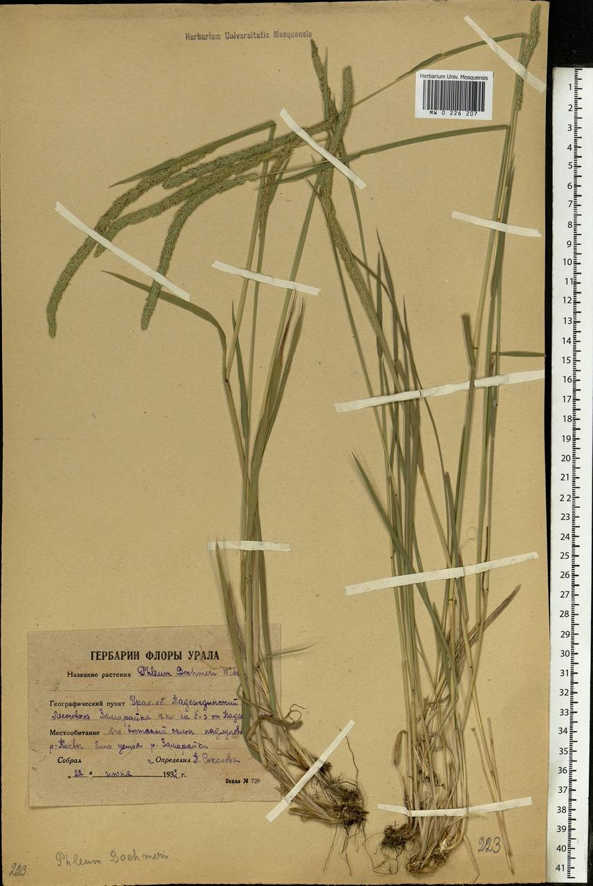 Phleum phleoides (L.) H.Karst., Eastern Europe, Eastern region (E10) (Russia)