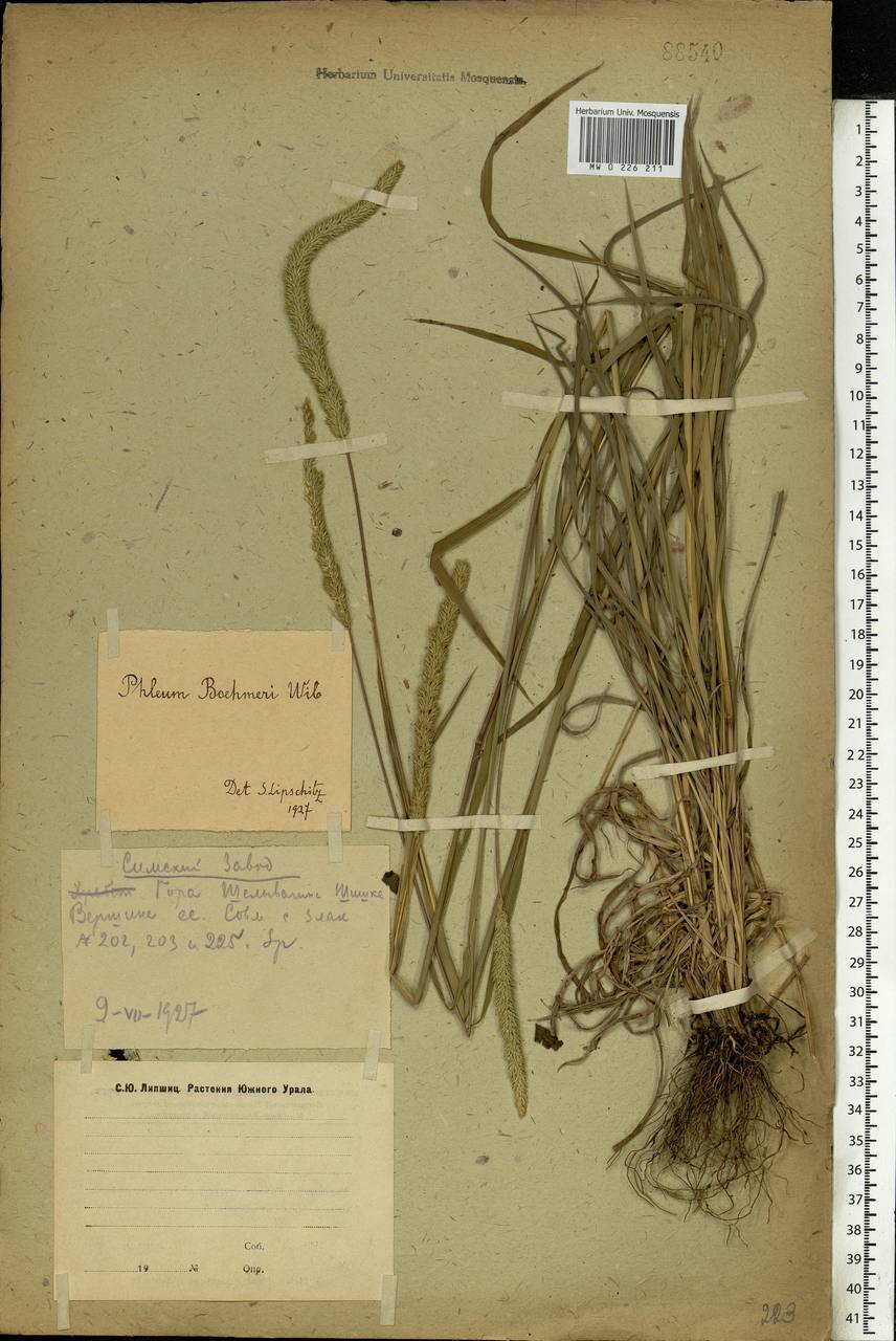 Phleum phleoides (L.) H.Karst., Eastern Europe, Eastern region (E10) (Russia)