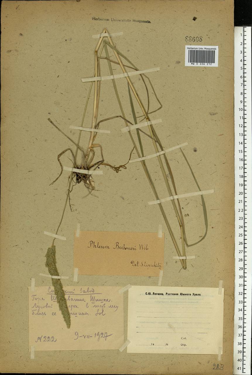 Phleum phleoides (L.) H.Karst., Eastern Europe, Eastern region (E10) (Russia)